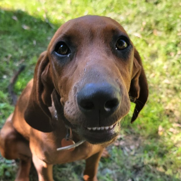 rebacoondog